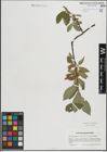 Foto von Salix hastata L.